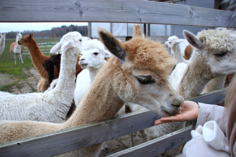 Zemgales reģiona tūrisma uzņēmēju pieredzes apmaiņas brauciena laikā apmeklēta Igaunijā lielākā alpaku ferma. Attēla priekšplānā gaiši brūna alpaka pāri koka žogam ēd no apmeklētājas plaukstas. Apkārt redzamas vairākas baltas un brūnas alpakas, kas pulcējušās pie aploka žoga.