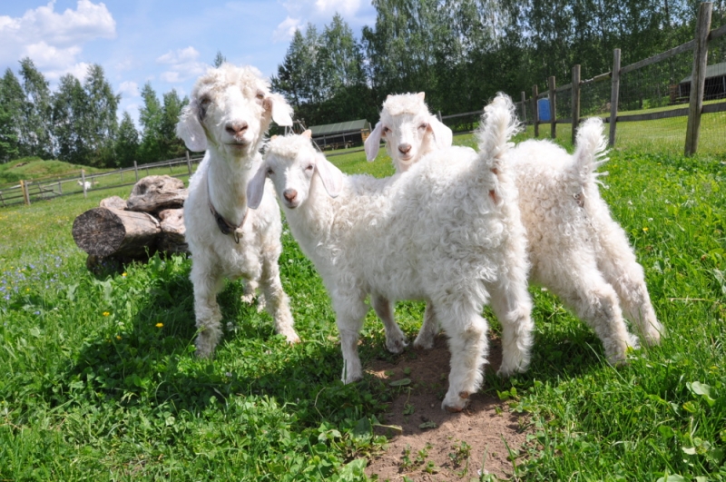 Mini zoo “Dobuļi” Iecavas pagastā. Foto: “Dobuļu” arhīvs