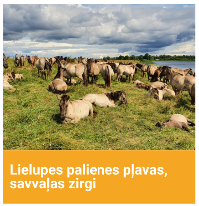 Savvaļas zirgu bars Lielupes palienes pļavās Jelgavā