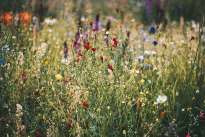 Projekta “Urban Meadows” titulbilde ar daudzveidīgu pilsētas pļavu, kurā zied sarkani, balti, dzelteni, zili un violeti savvaļas ziedi.