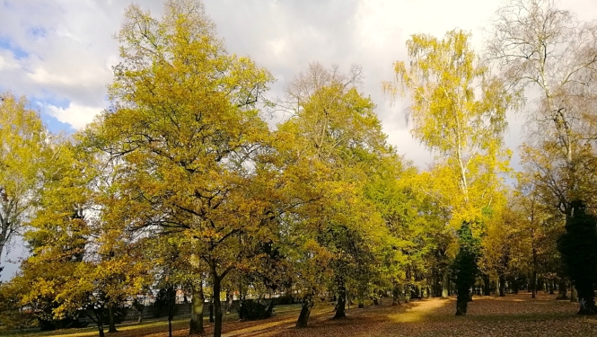 Rudens ainava Zemgalē ar koku aleju, kurā aug lieli lapu koki ar koši dzeltenām un zeltainām lapām. Starp kokiem vijas pastaigu taka, bet zemi klāj nokritušas rudens lapas. Fonā redzami mākoņi un saules apspīdēti koki, radot krāšņu rudens noskaņu.