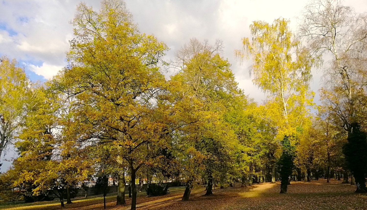 Rudens ainava Zemgalē ar koku aleju, kurā aug lieli lapu koki ar koši dzeltenām un zeltainām lapām. Starp kokiem vijas pastaigu taka, bet zemi klāj nokritušas rudens lapas. Fonā redzami mākoņi un saules apspīdēti koki, radot krāšņu rudens noskaņu.