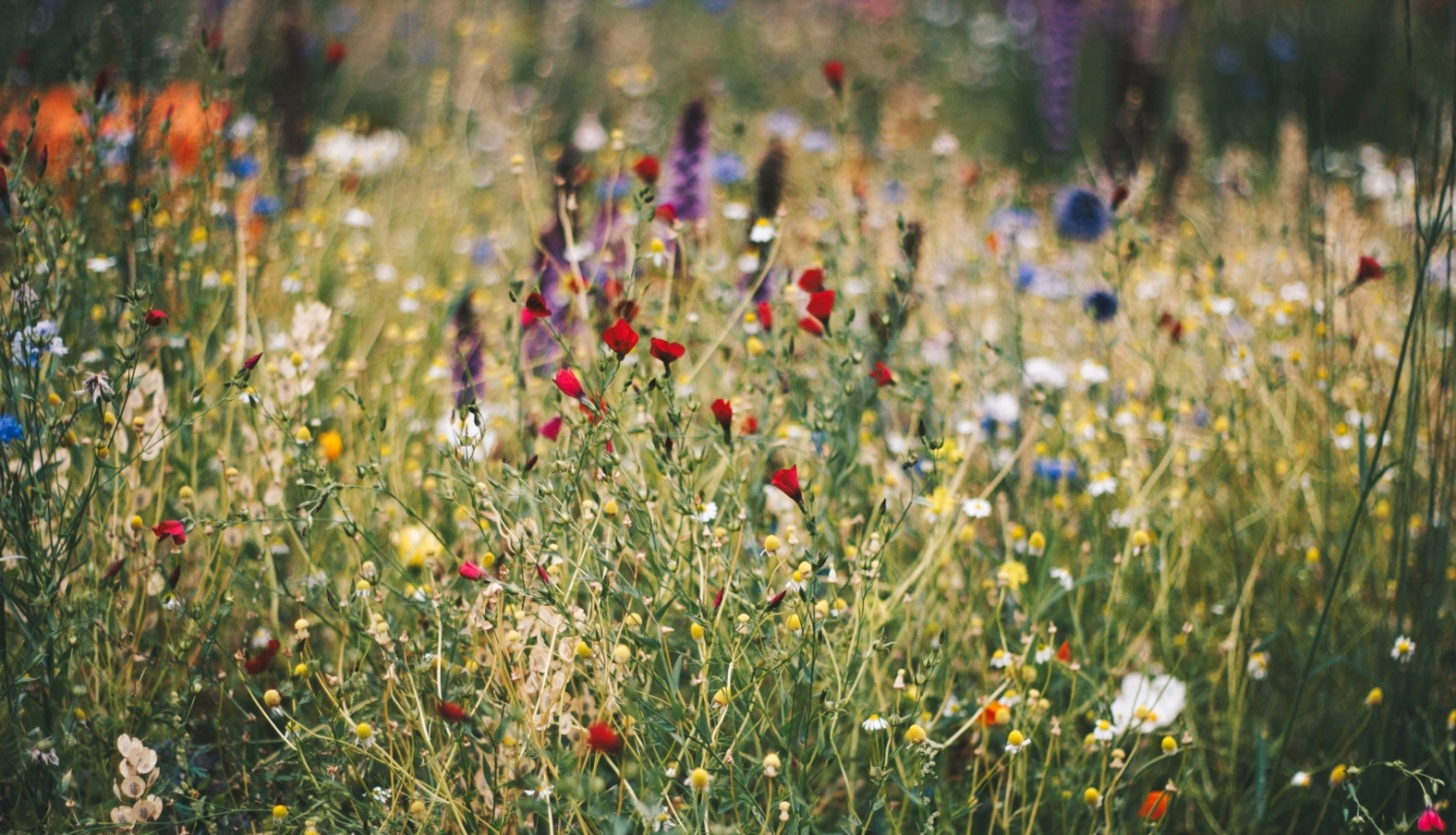 Projekta “Urban Meadows” titulbilde ar daudzveidīgu pilsētas pļavu, kurā zied sarkani, balti, dzelteni, zili un violeti savvaļas ziedi.