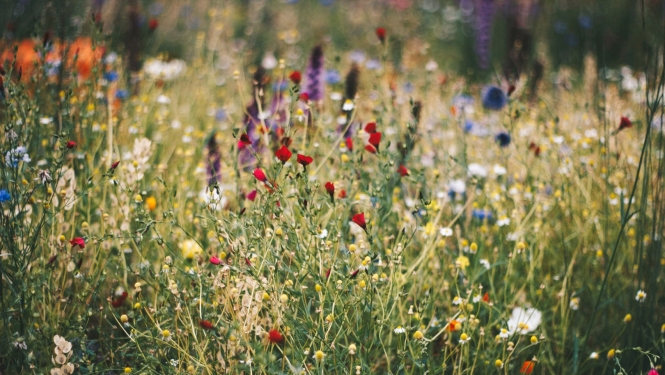 Projekta “Urban Meadows” titulbilde ar daudzveidīgu pilsētas pļavu, kurā zied sarkani, balti, dzelteni, zili un violeti savvaļas ziedi.