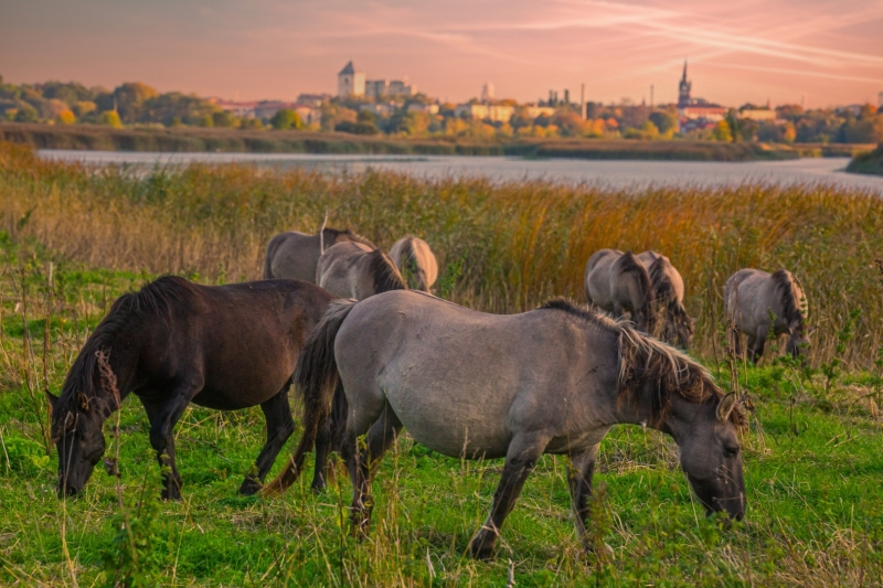 Pilssalas savvaļas zirgi. Foto: Jelgavas sabiedrisko attiecību pārvalde
