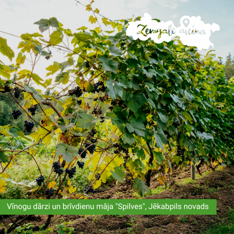 Brīvdienu mājas “Spilves” vīnogu dārzi Jēkabpils novadā