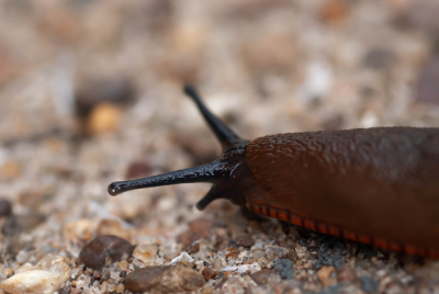 Spānijas kailgliemezis