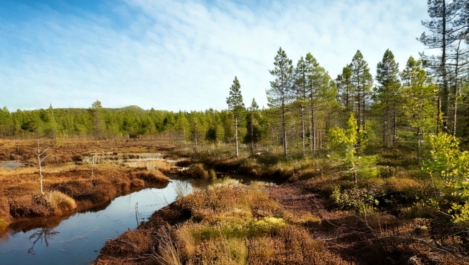 kūdras purvs