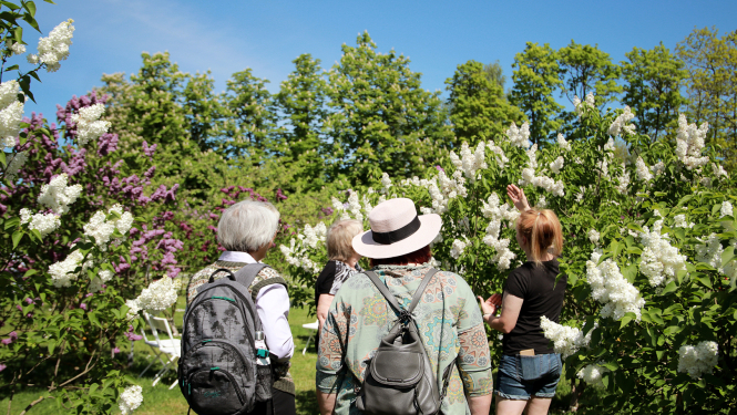 Interactive Gardens ceriņu meistarklase Dārzkopības institūtā