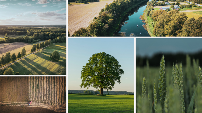 Zemgales ainavas - 5 attēlu kolāža, kurā redzamas bildes ar tipisku Zemgales reģiona ainavu - līdzenums, ozols, upe, labības lauki