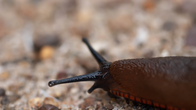 Spānijas kailgliemezis