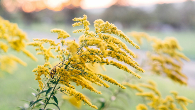 zeltslotina_publicitate