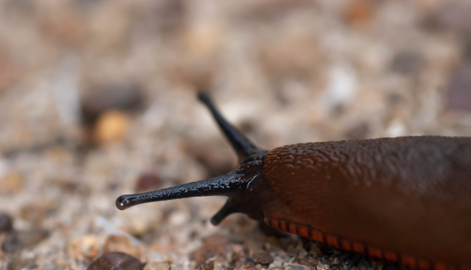 Spānijas kailgliemezis