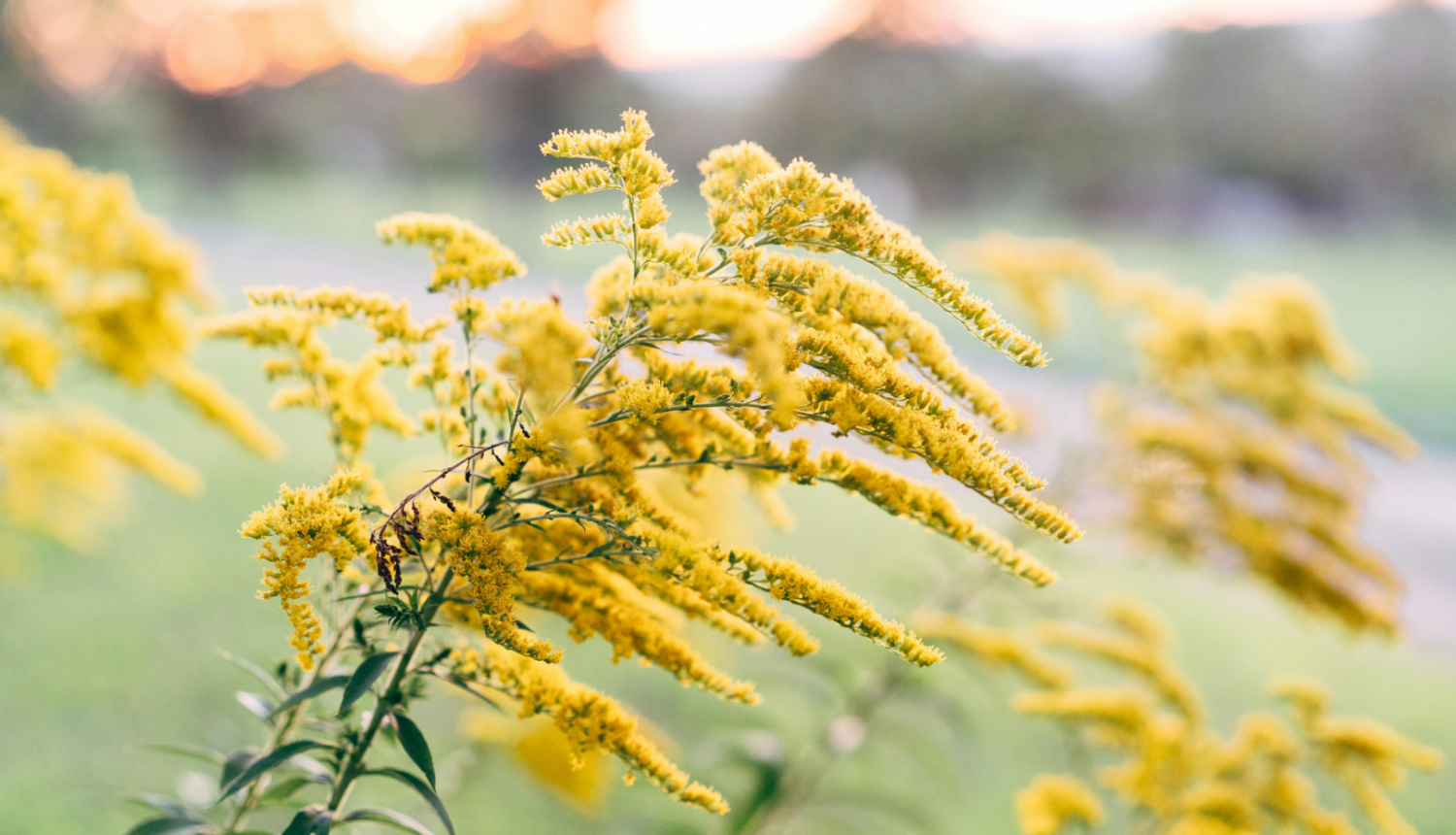 zeltslotina_publicitate